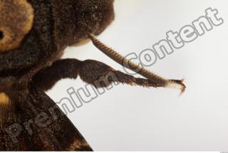 Death-head Hawkmoth - Acherontia atropos 0008